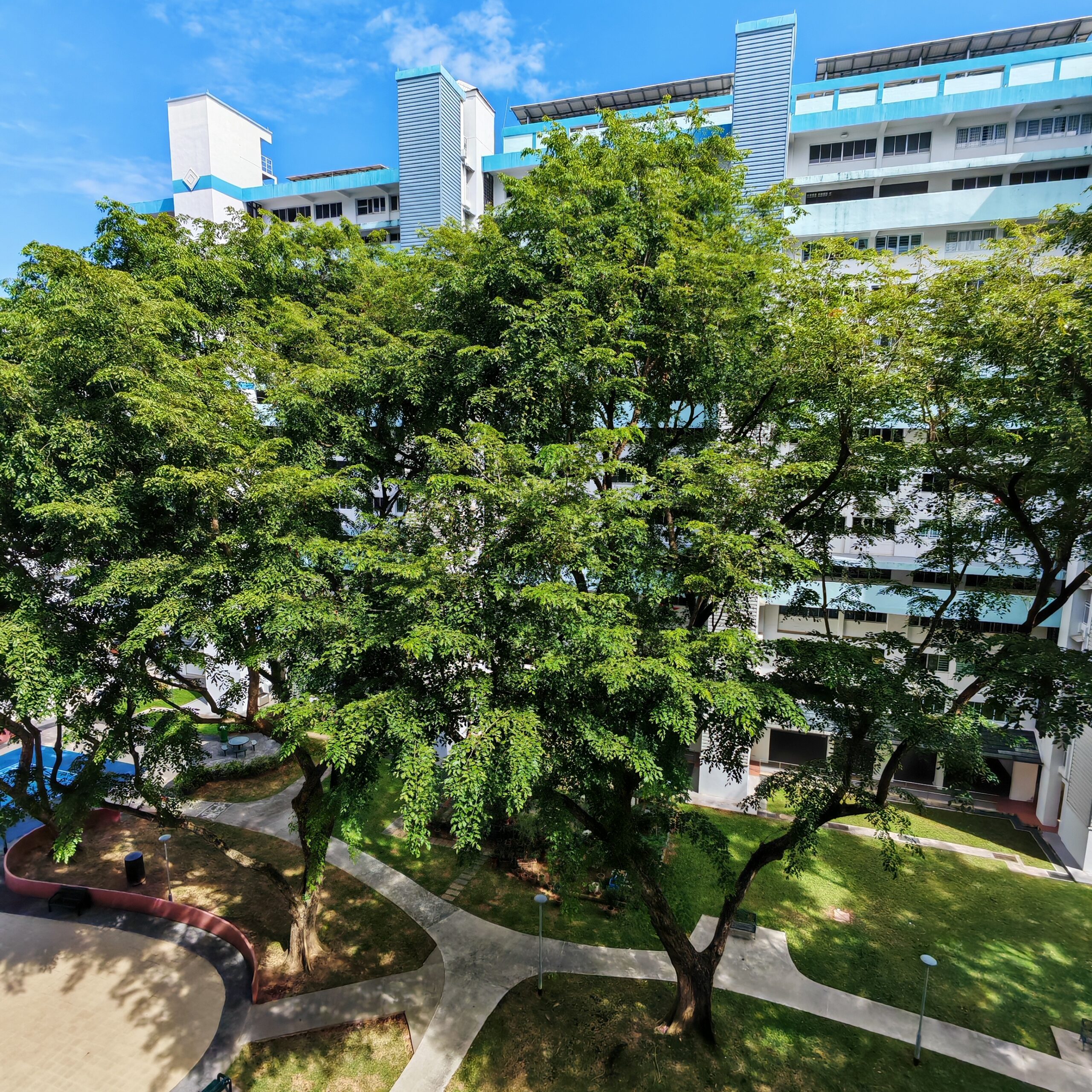 Trees Outside Home